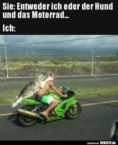 Hunde Memes-Beitrag-Bild