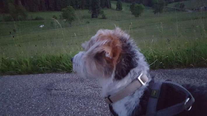 Dein Hund im Dogorama-Kalender 2021-Beitrag-Bild