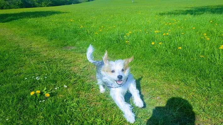 Dein Hund im Dogorama-Kalender 2021-Beitrag-Bild