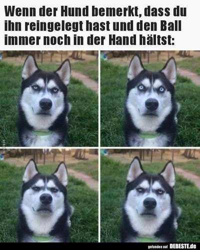 Hunde Memes-Beitrag-Bild