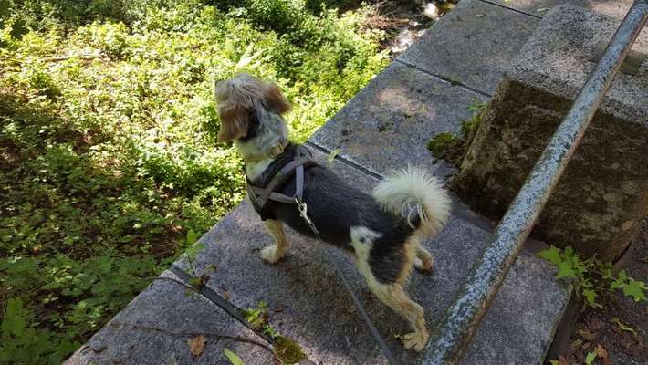 Dein Hund im Dogorama-Kalender 2021-Beitrag-Bild