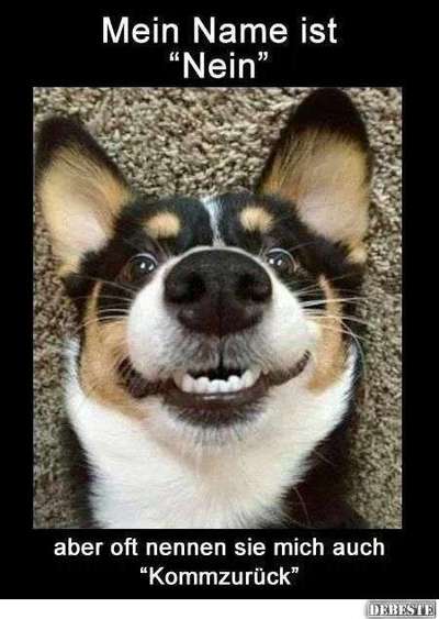 Hunde Memes-Beitrag-Bild