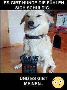 Hunde Memes-Beitrag-Bild