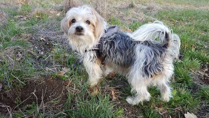 Dein Hund im Dogorama-Kalender 2021-Beitrag-Bild