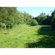 Hundetreffen-Hundewiese Leibnitz-Bild