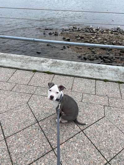 Wo sind meine AMERICAN BULLDOGS?-Beitrag-Bild