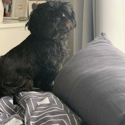 Hundetreffen-Kleine Hunde zum spielen und toben-Bild