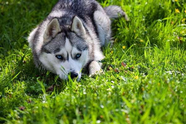 Husky-Beitrag-Bild