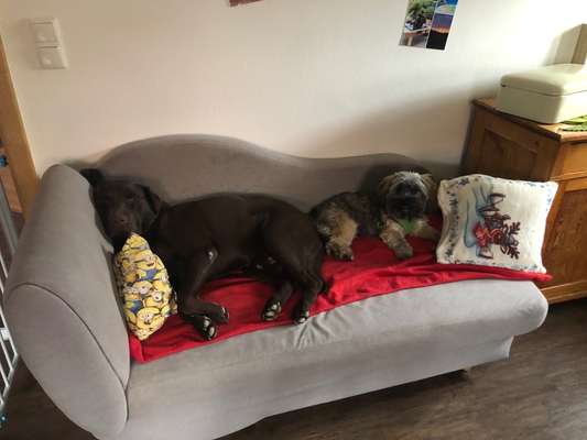 Rasseporträt Labrador-Beitrag-Bild