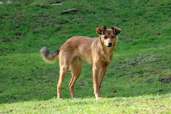 Zeigt mir eure Schäferhund Mischlinge :-)-Beitrag-Bild