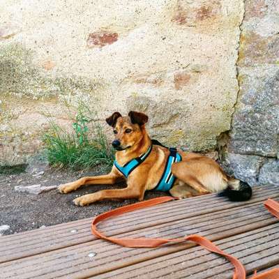 Hundetreffen-Spielpartner und Gassirunde