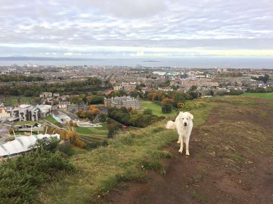 Hundetreffen-Spaziergang oder Spielrunden in Ottendorf-Okrilla/Hermsdorf/Medingen-Bild
