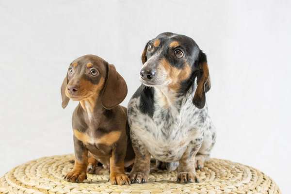 Hundetreffen-Spielen und Sozialisieren kleine Hunde-Bild