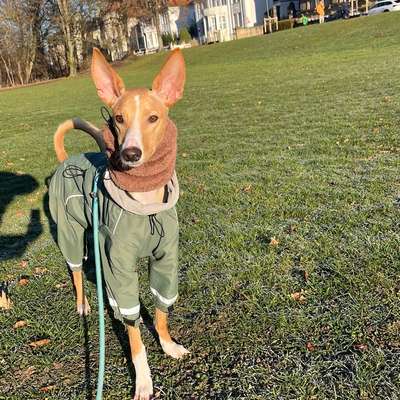 Hundetreffen-Spielkameraden gesucht 🐕-Bild