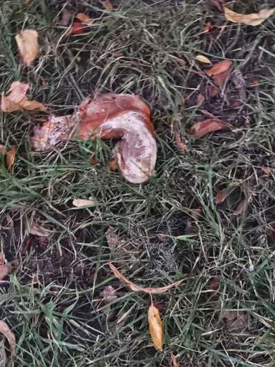 Giftköder-Giftköder-Bild