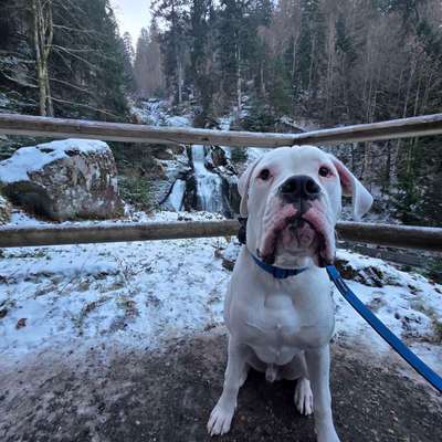 Hundetreffen-Traingstreffen-Bild