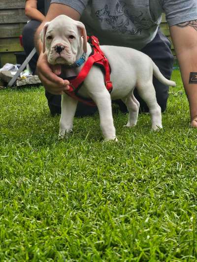 Hundetreffen-Welpentreff in und um Husum-Bild