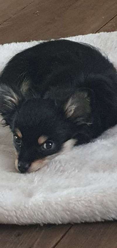 Hundetreffen-Carline sucht Freunde-Bild