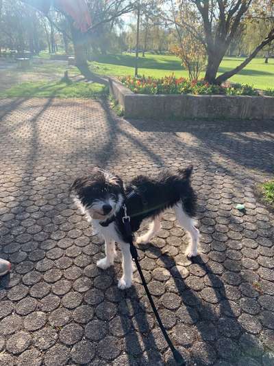 Auslandstierschutz-Beitrag-Bild