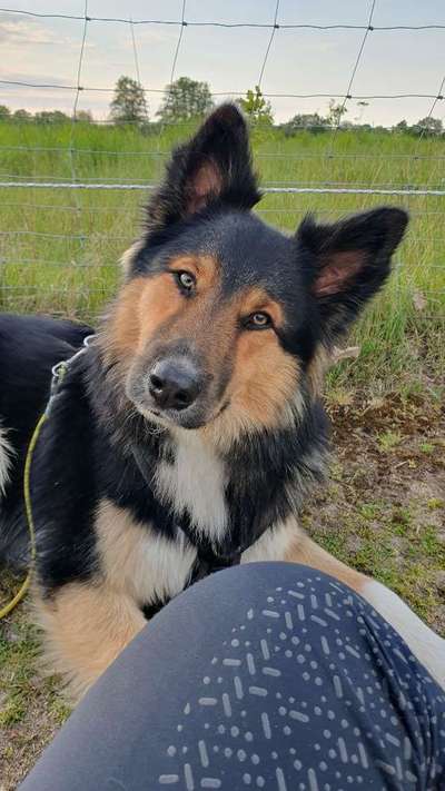 Hundetreffen-Hundebegegnungen/ an der Leine zusammen gehen mit evtl kleinen Trainingseinheiten zwischendurch?!-Bild