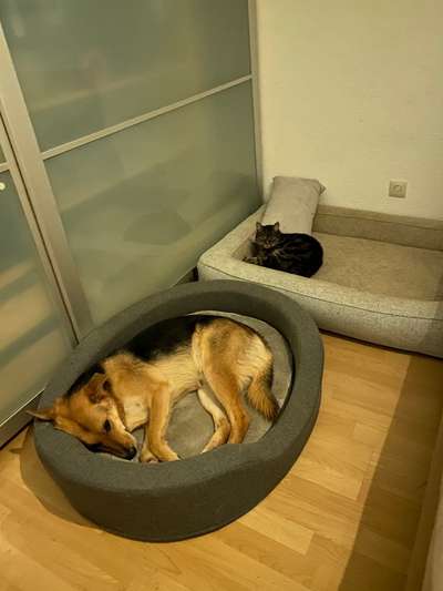 Körbchen / Hundebett-Beitrag-Bild