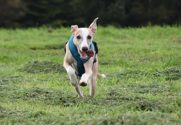 Hundetreffen-Whippet Youngster sucht Spielgefährten in gleicher Gewichts- und Geschwindigkeits-Klasse in Siegburg-Bild