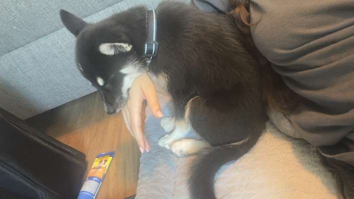 Welpe nach Impfung weinerlich-Beitrag-Bild