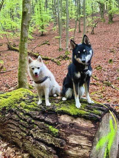 Hundetreffen-Social walks/training/spielen-Bild