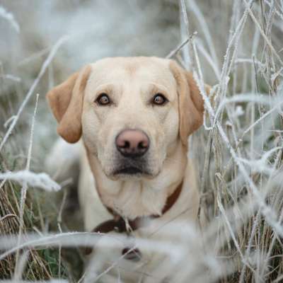 Dogorama Photo Challenge - Winterstimmung-Beitrag-Bild