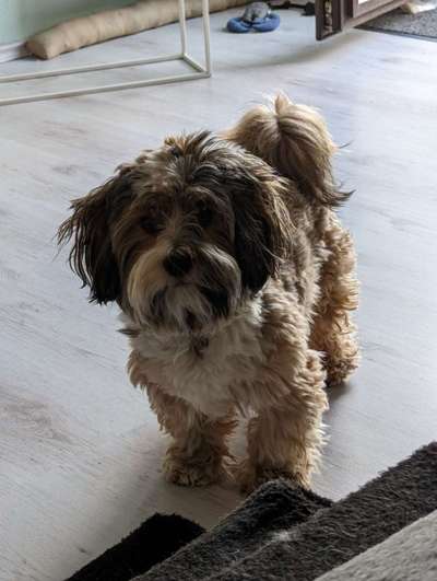 Hundetreffen-Ich würde mich gerne mal mit anderen treffen.Erstmal Spielen oder Spazieren gehen.Möchte es erstmal.-Bild