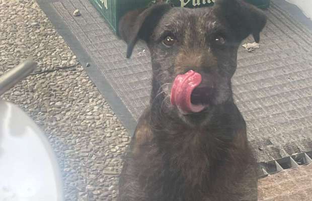 Seltene Rassen!-Beitrag-Bild