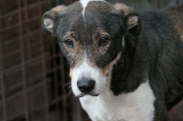 Tierschutzhunde suchen ein Zuhause-Beitrag-Bild