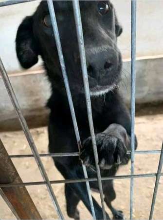 Berührende Hunde Bilder/Videos-Beitrag-Bild