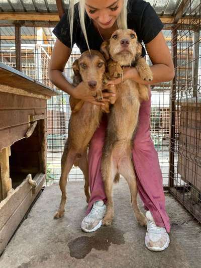 Tierschutzhunde suchen ein Zuhause-Beitrag-Bild