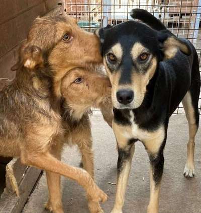 Tierschutzhunde suchen ein Zuhause-Beitrag-Bild