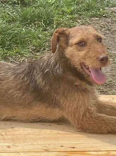 Tierschutzhunde suchen ein Zuhause-Beitrag-Bild