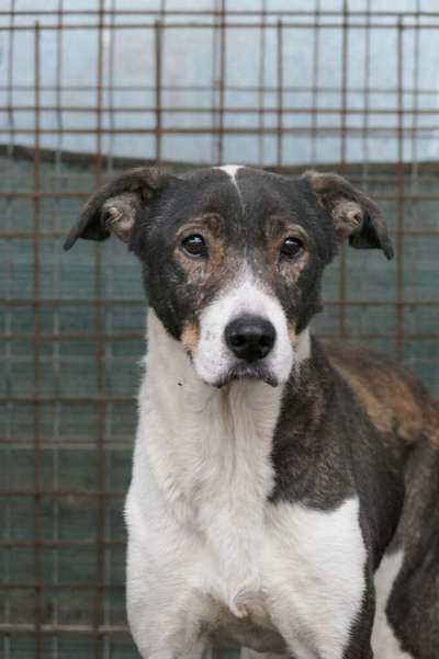 Tierschutzhunde suchen ein Zuhause-Beitrag-Bild