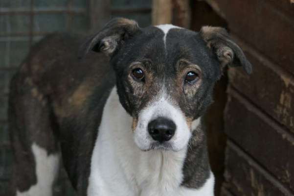 Tierschutzhunde suchen ein Zuhause-Beitrag-Bild