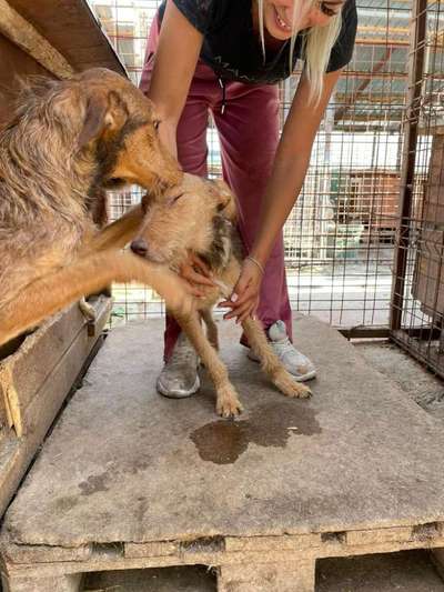 Tierschutzhunde suchen ein Zuhause-Beitrag-Bild