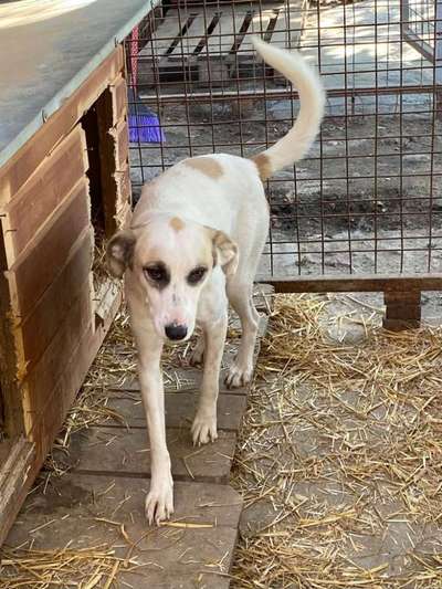 Tierschutzhunde suchen ein Zuhause-Beitrag-Bild