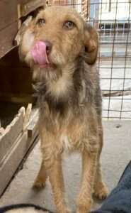 Tierschutzhunde suchen ein Zuhause-Beitrag-Bild