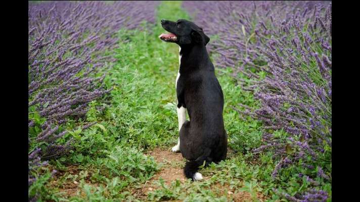 Fotowettbewerb Natur-Beitrag-Bild