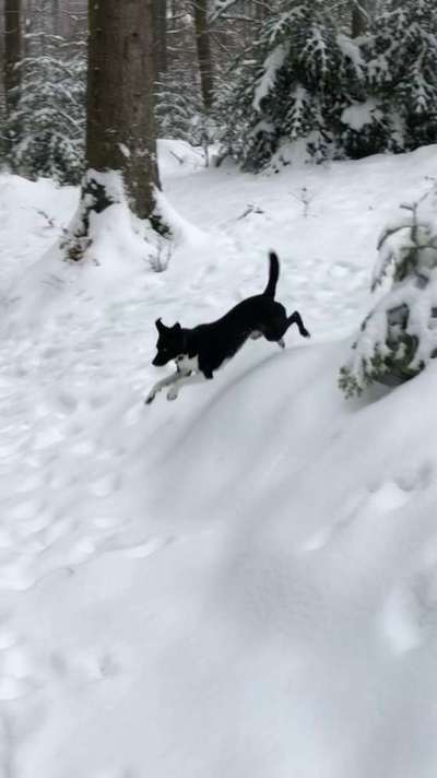 Hunde in Action-Beitrag-Bild