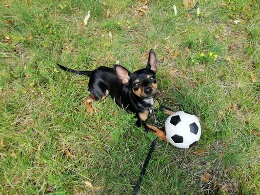 Die Dogorama Kalender Challenge Titelbild-Beitrag-Bild