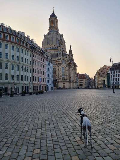 Windhunde - Treffen der besonderen Schönheiten
HERZLICH WILLKOMMEN-Beitrag-Bild