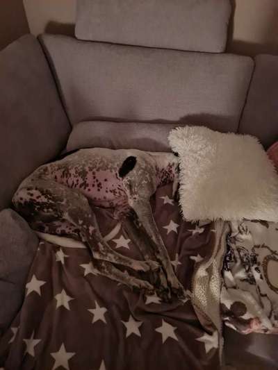 Windhunde - Treffen der besonderen Schönheiten
HERZLICH WILLKOMMEN-Beitrag-Bild