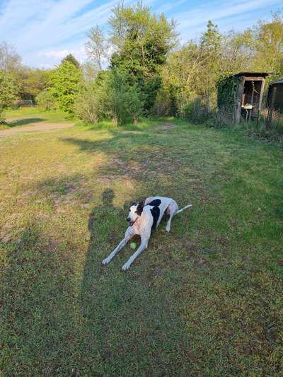Windhunde - Treffen der besonderen Schönheiten
HERZLICH WILLKOMMEN-Beitrag-Bild