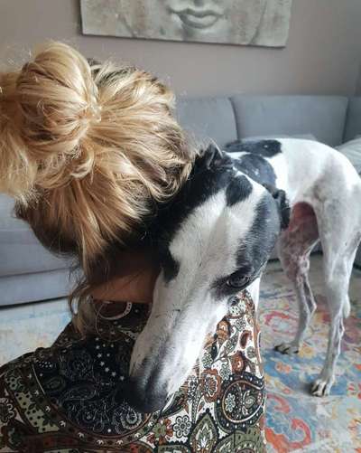 Windhunde - Treffen der besonderen Schönheiten
HERZLICH WILLKOMMEN-Beitrag-Bild