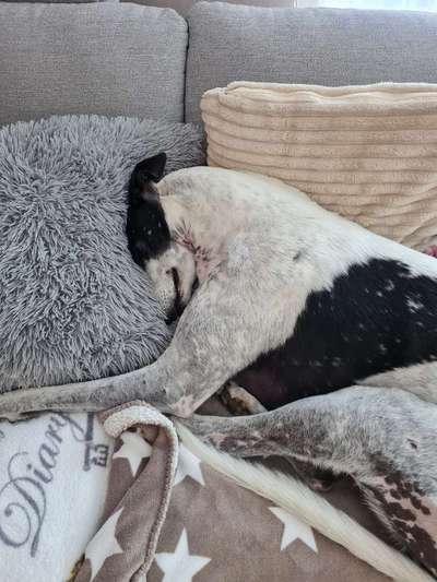 Windhunde - Treffen der besonderen Schönheiten
HERZLICH WILLKOMMEN-Beitrag-Bild