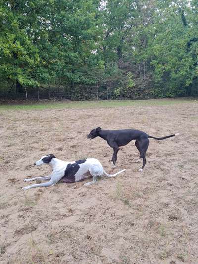 Windhunde - Treffen der besonderen Schönheiten
HERZLICH WILLKOMMEN-Beitrag-Bild